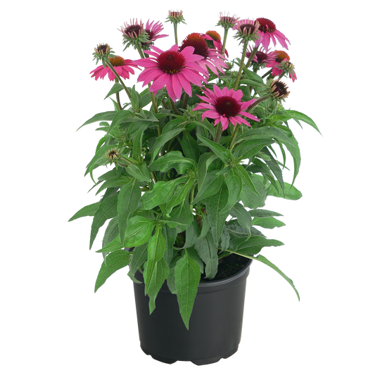 Echinacea Purpurea 'Pollynation Magenta' (1 QT.)