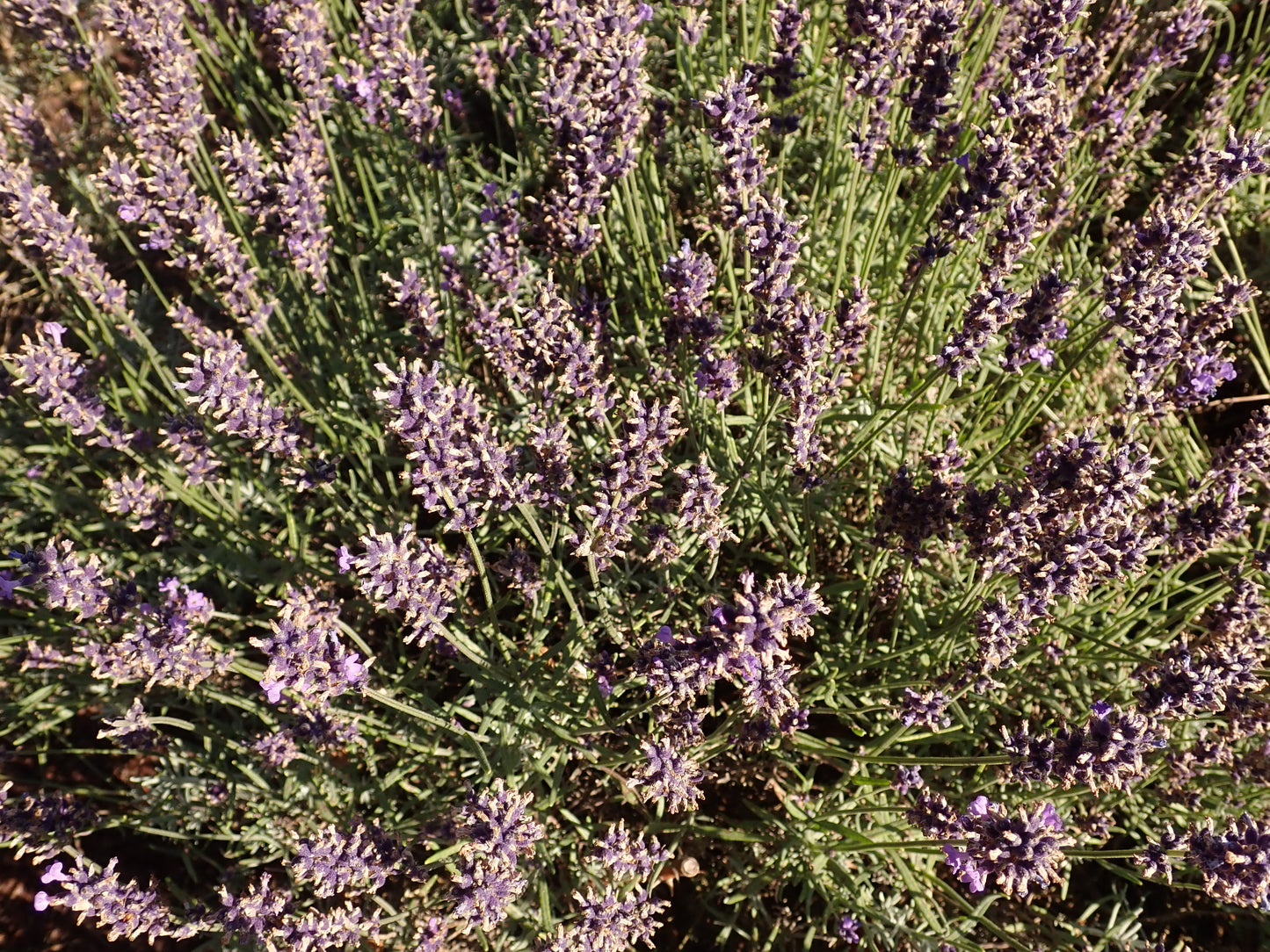 Lavandula Angustifolia 'Hidcote' (3.5")
