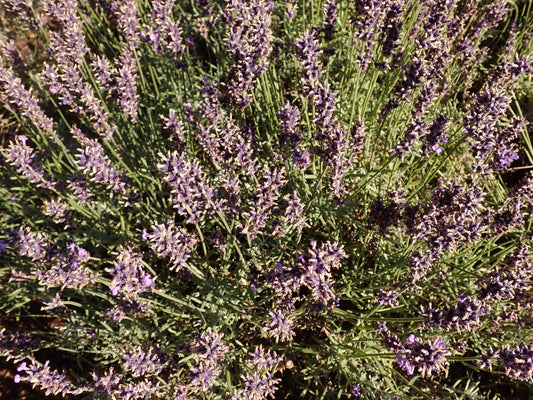 Lavandula Angustifolia 'Hidcote' (3.5")