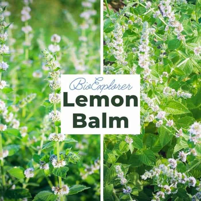 Lemon Balm (Melissa Officinalis) (3.5")
