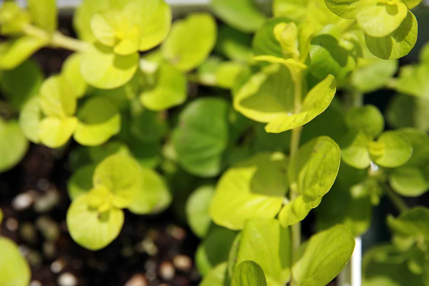 Lysimachia Nummularia 'Goldilocks' (3.5")