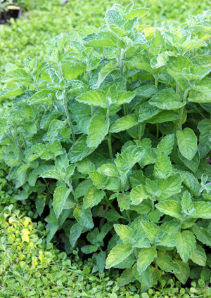 Mentha Suaveolens 'Pineapple Mint' (3.5")