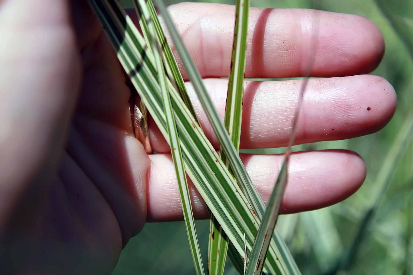 Miscanthus Sinensis 'Variegatus' (1 QT.)