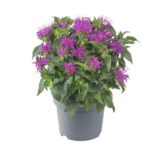 Monarda Didyma 'Balmy Lilac' (1 QT.)