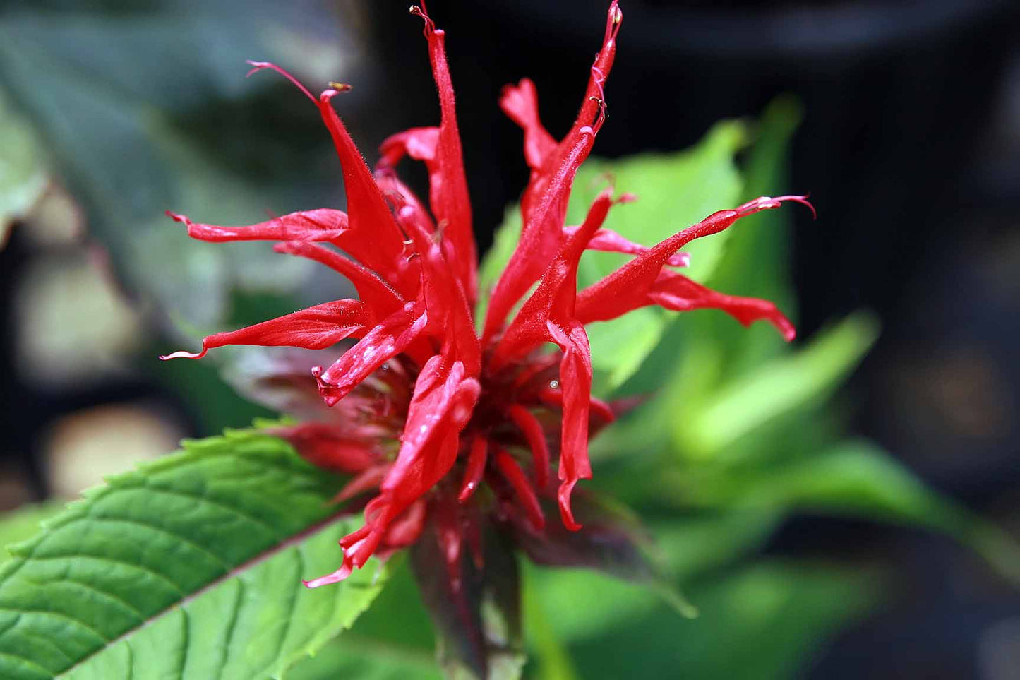 Monarda Didyma 'Jacob Cline' (1 QT.)