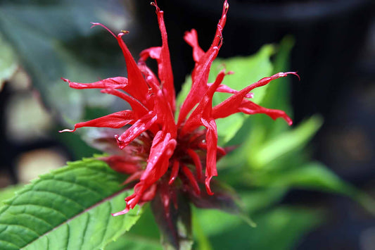 Monarda Didyma 'Jacob Cline' (1 QT.)