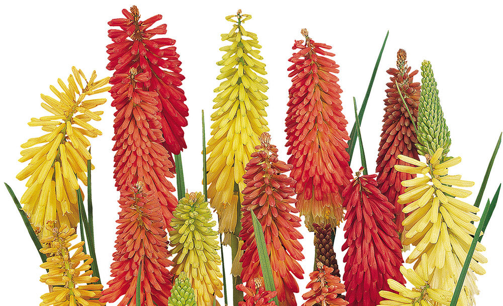 Kniphofia Uvaria 'Flamenco' (1 QT.)
