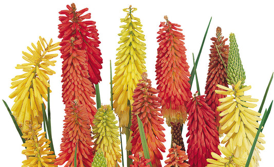 Kniphofia Uvaria 'Flamenco' (1 QT.)