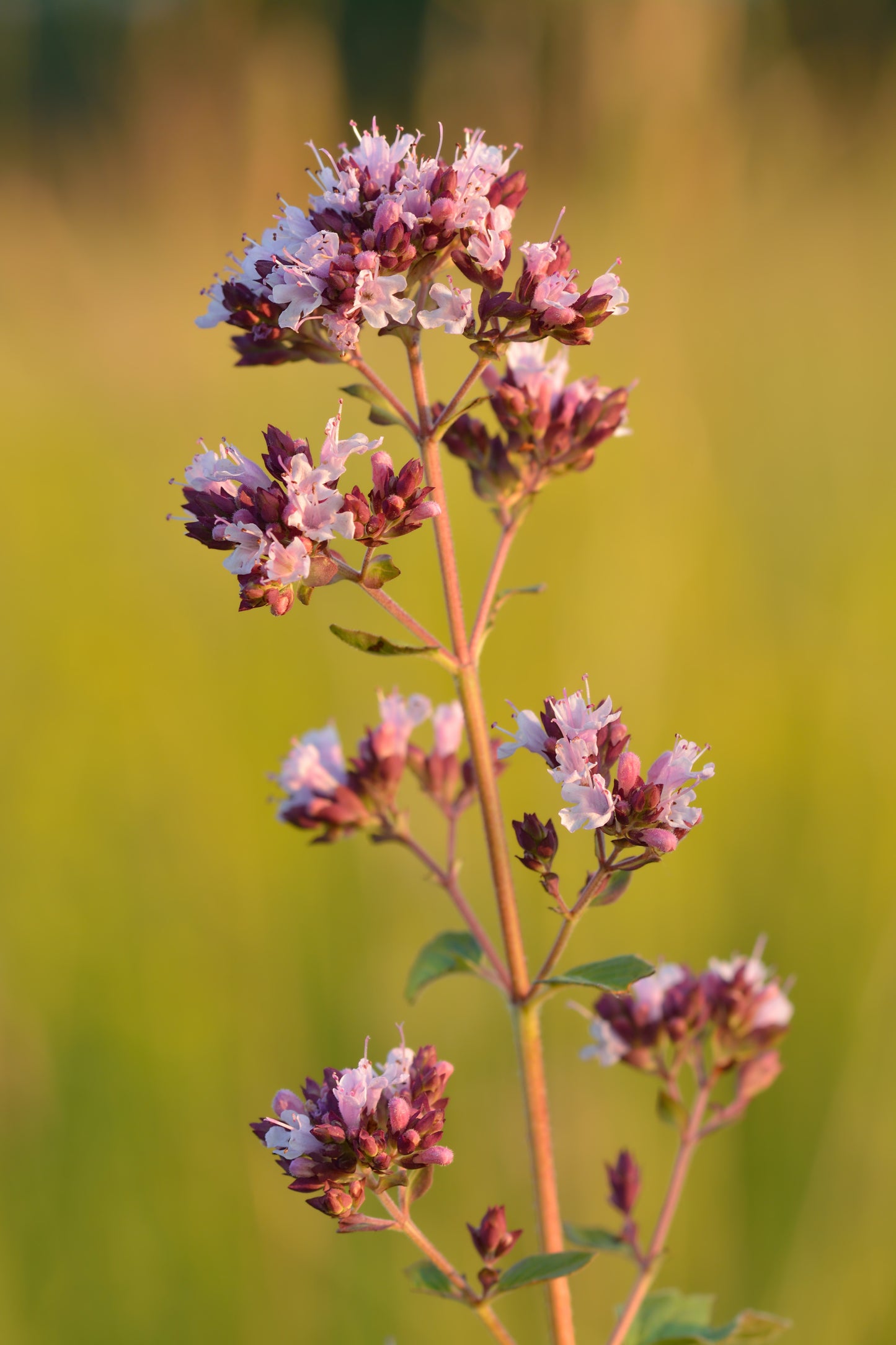 Oregano (Origanum) 'Greek' (3.5")