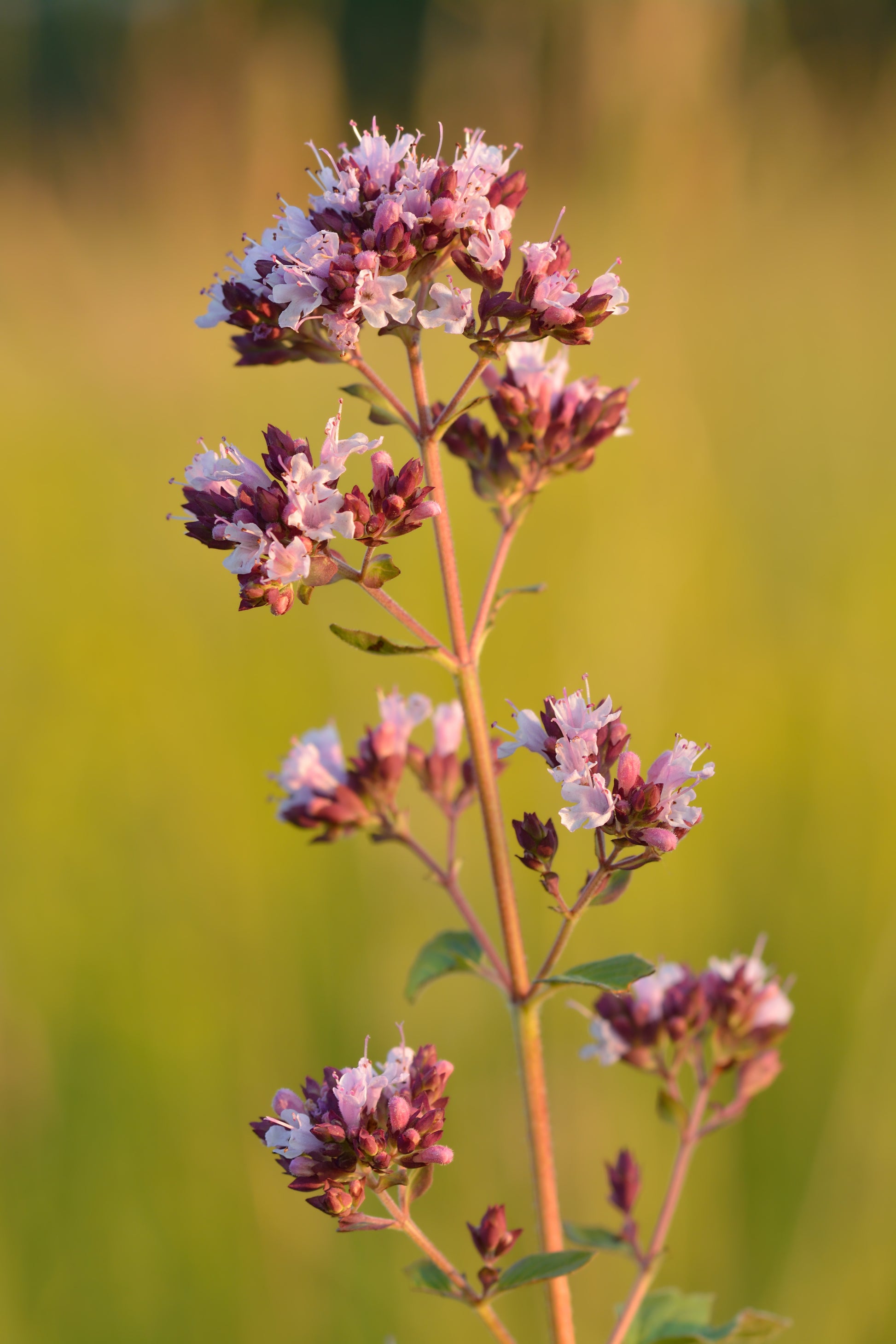 Oregano (Origanum) 'Greek' (3.5")