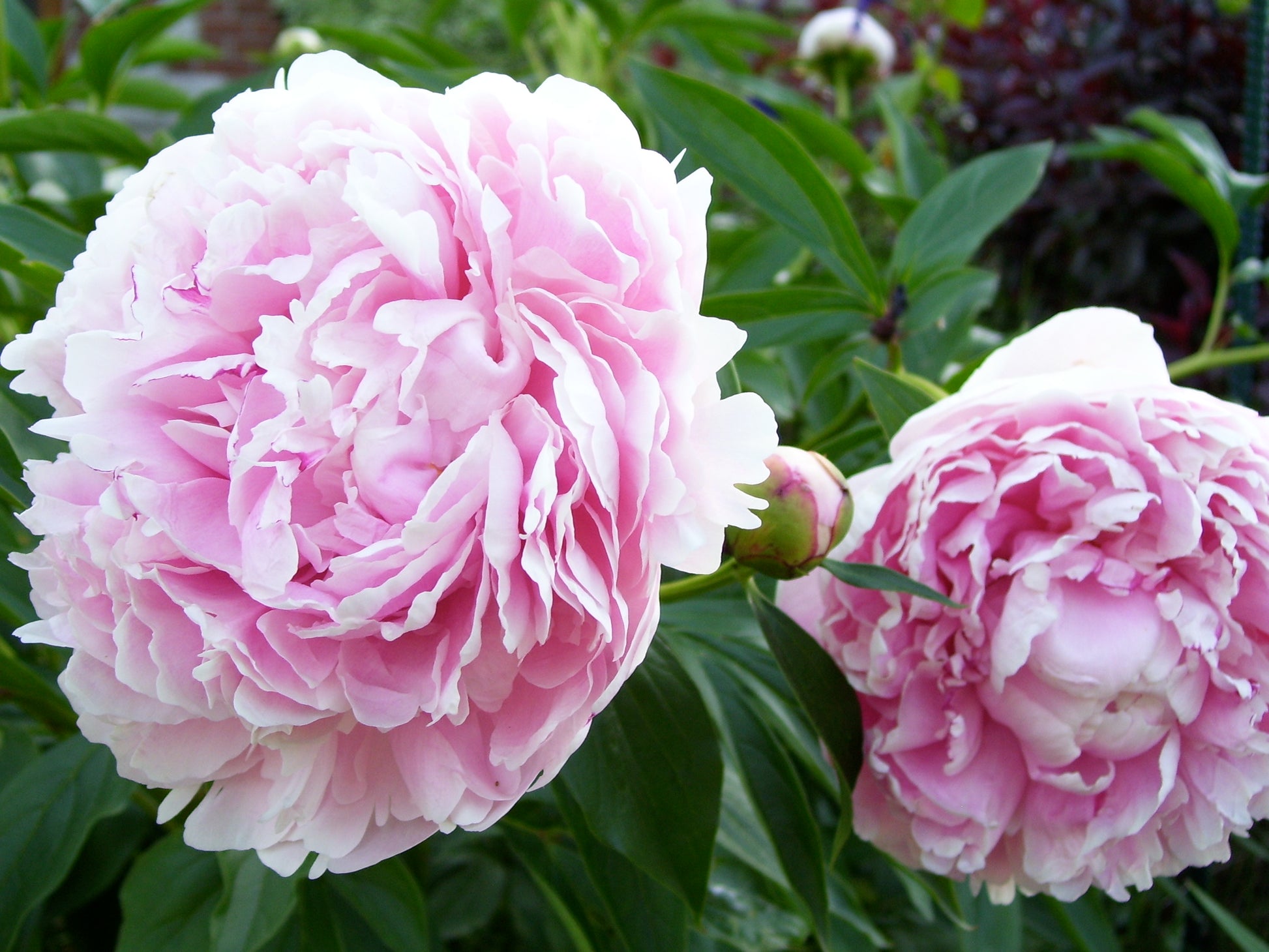 Paeonia Officinalis 'Sarah Bernhardt' (#1)