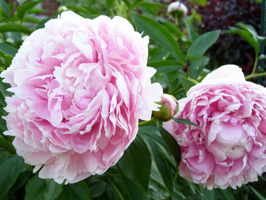 Paeonia Officinalis 'Sarah Bernhardt' (#1)