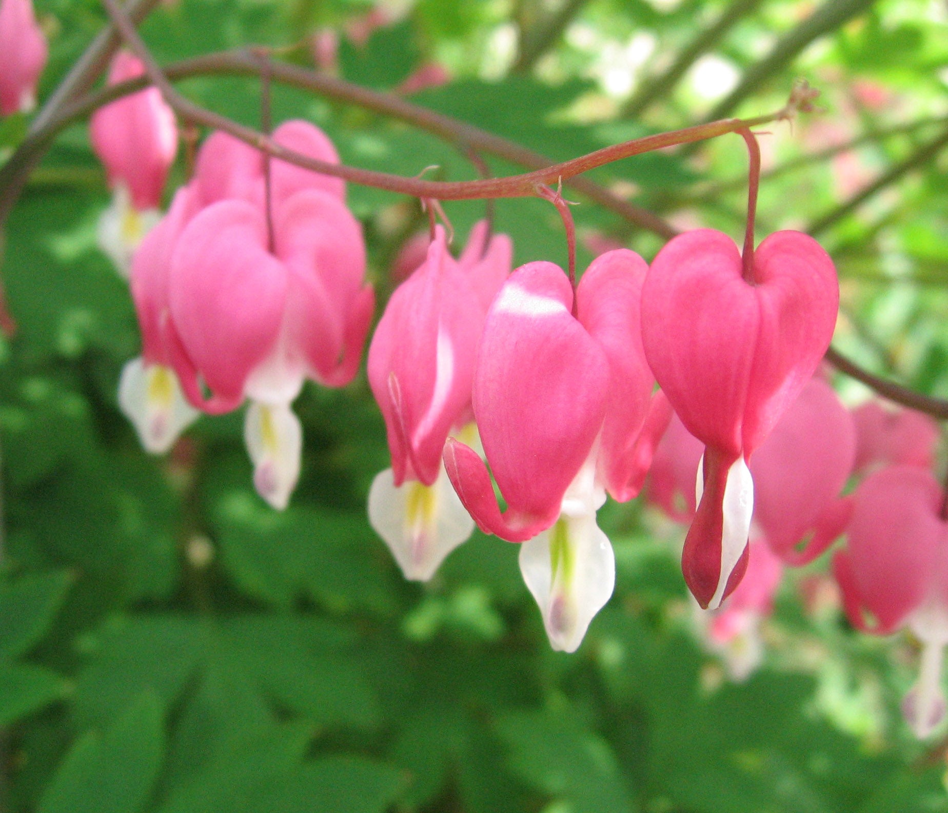 Dicentra Spectabilis (Pink) (1 QT.)