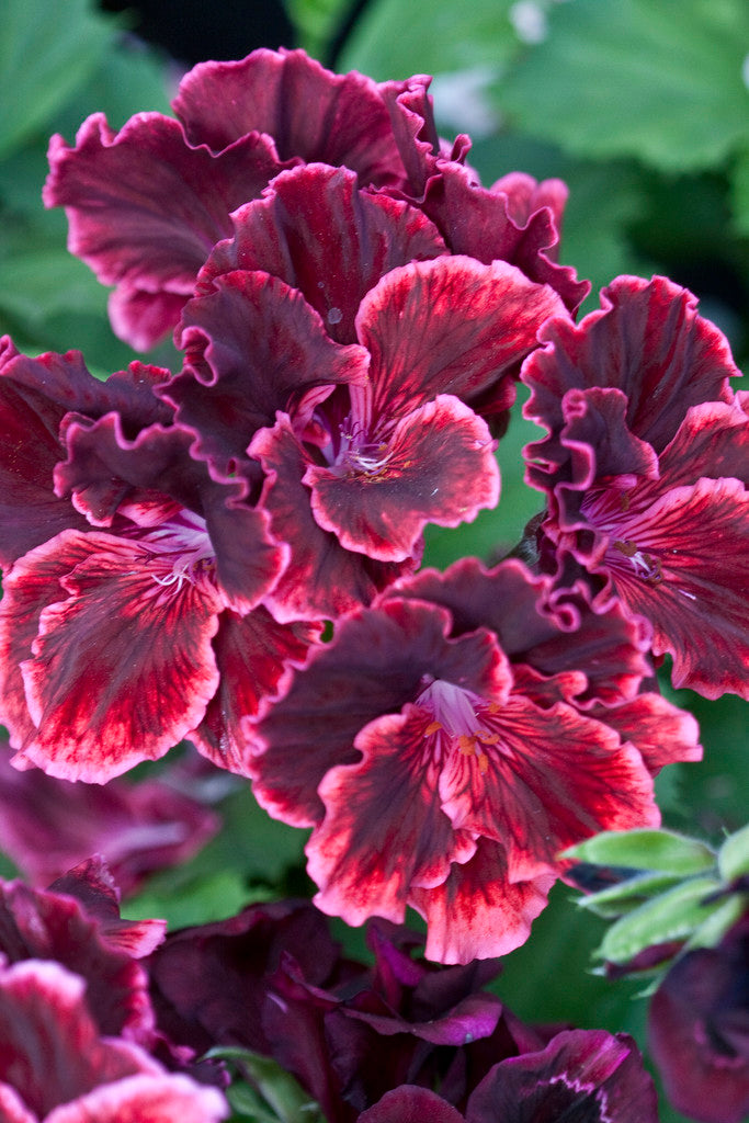 Alcea Rosea 'Chater'S Dbl Mixed' (1 QT.)