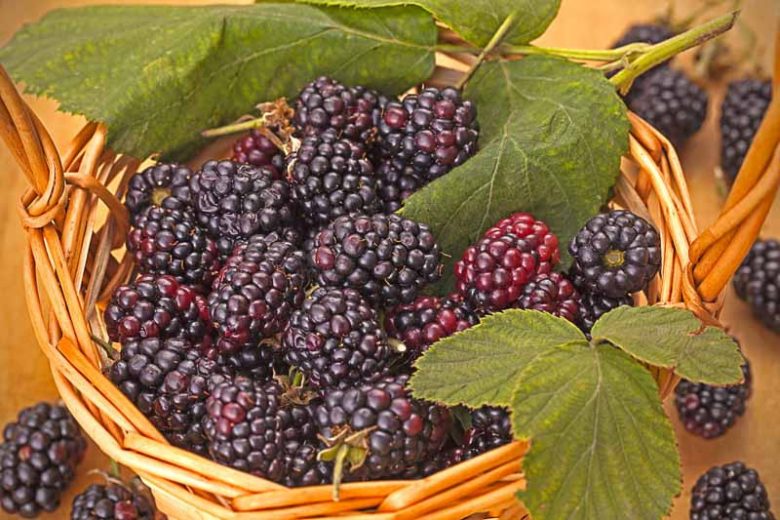 Blackberry (Rubus U.) 'Triple Crown' (#1)