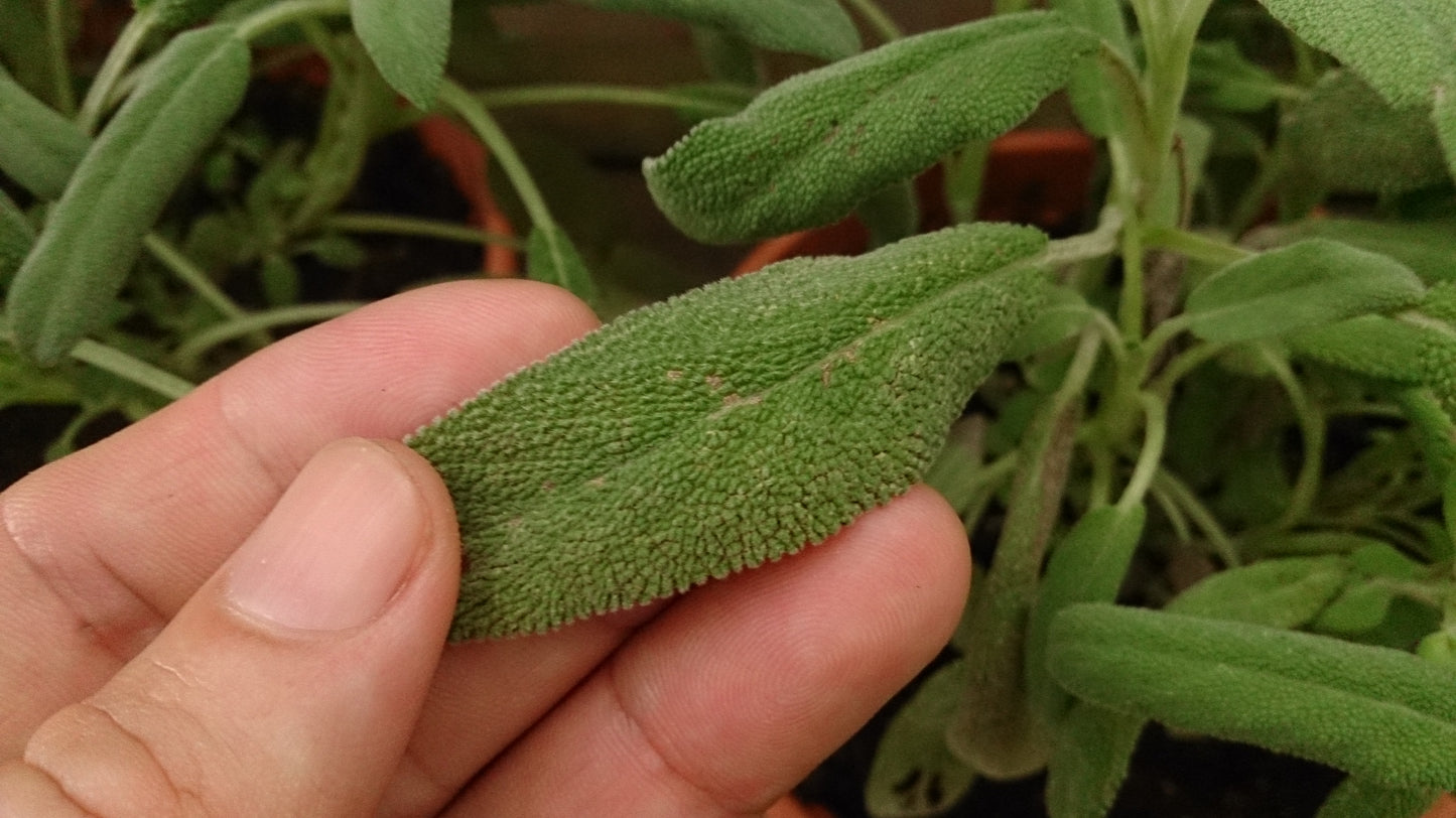 Sage (Salvia) 'Gray' (3.5")