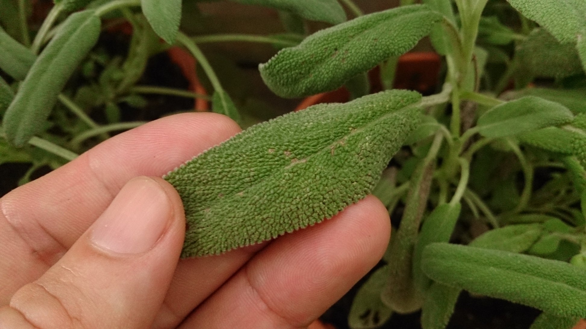 Sage (Salvia) 'Gray' (3.5")