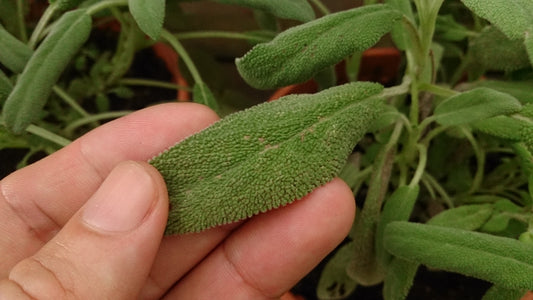 Sage (Salvia) 'Gray' (3.5")