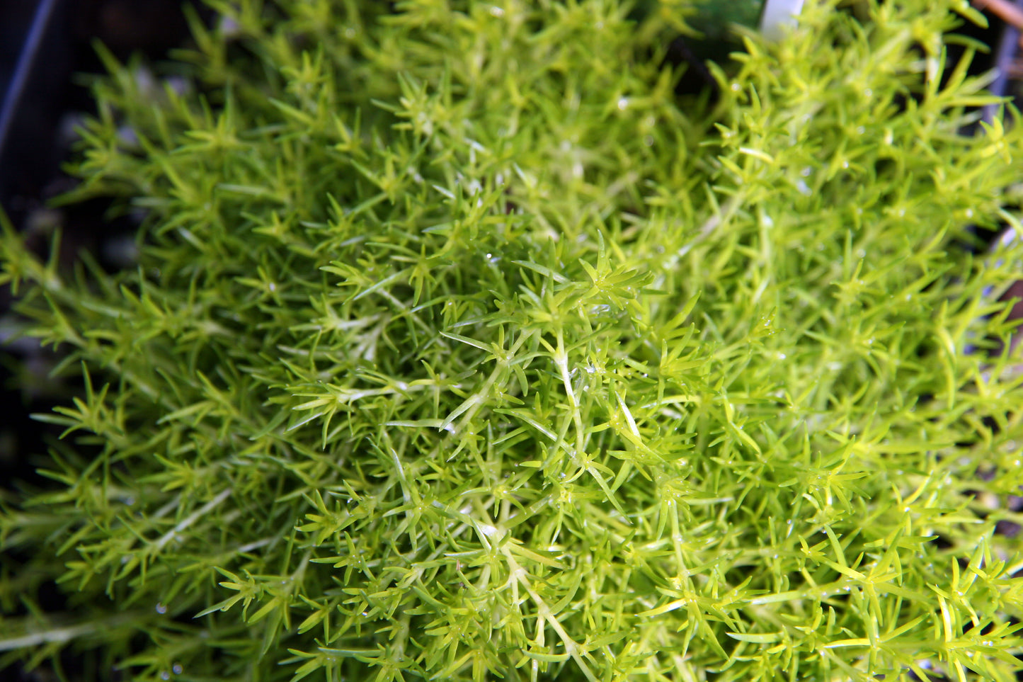 Sagina Subulata Aurea (Scotch Moss) (3.5")