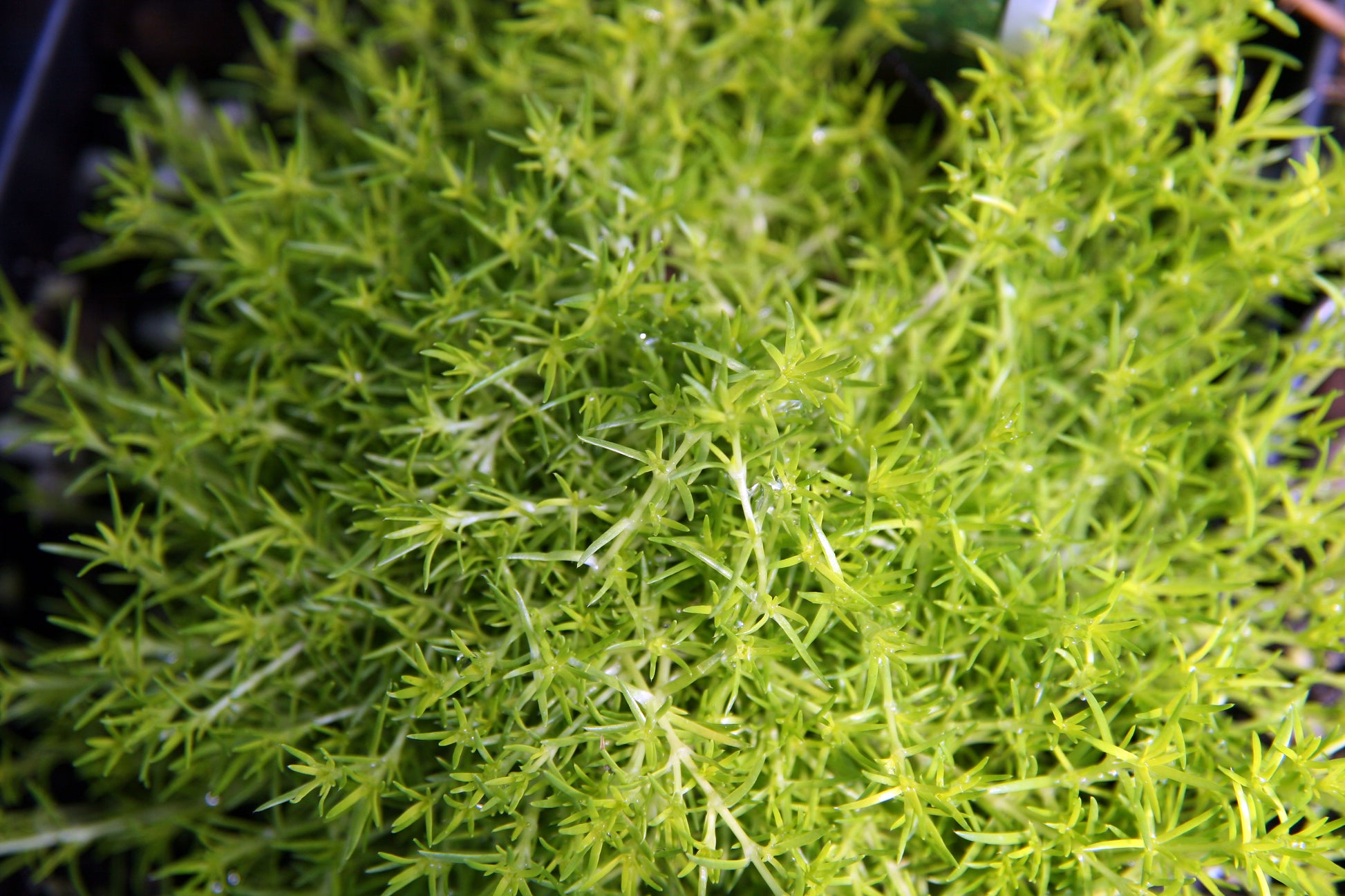 Sagina Subulata Aurea (Scotch Moss) (3.5")