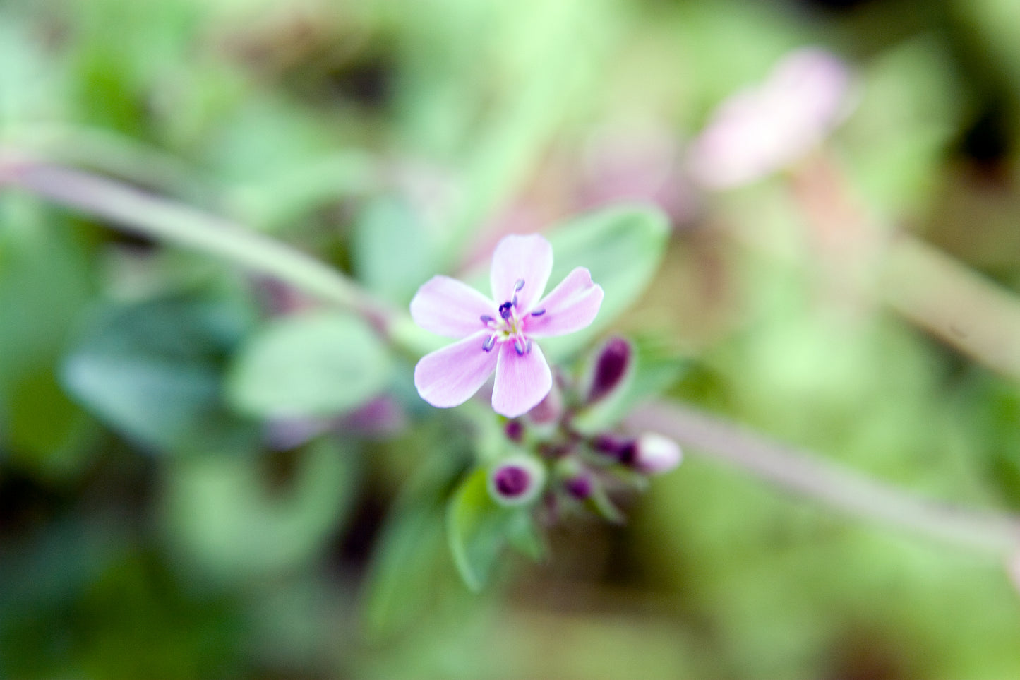 Saponaria Ocymoides (Soapwort) (1 QT.)