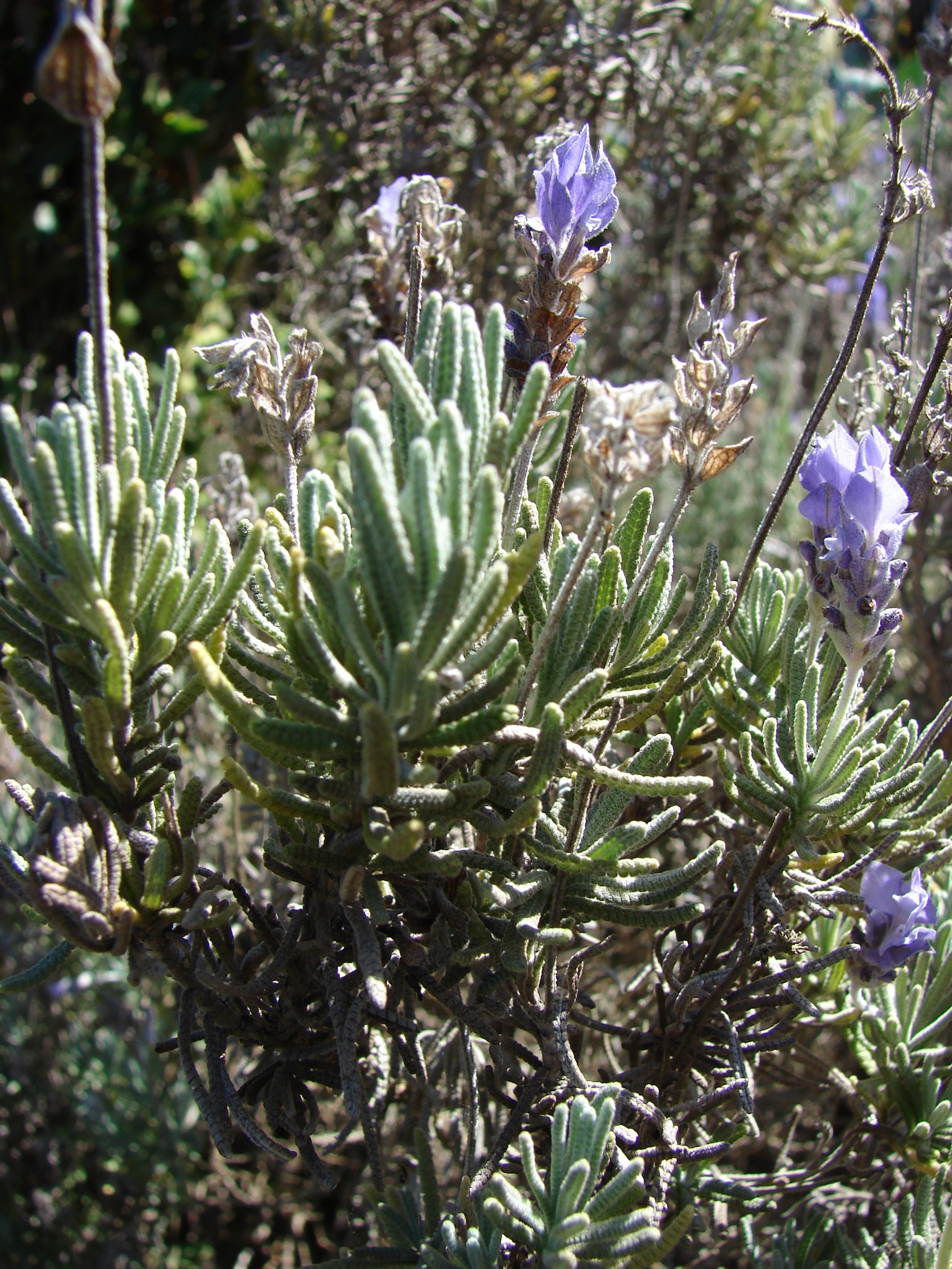 Lavandula Dentata (3.5")