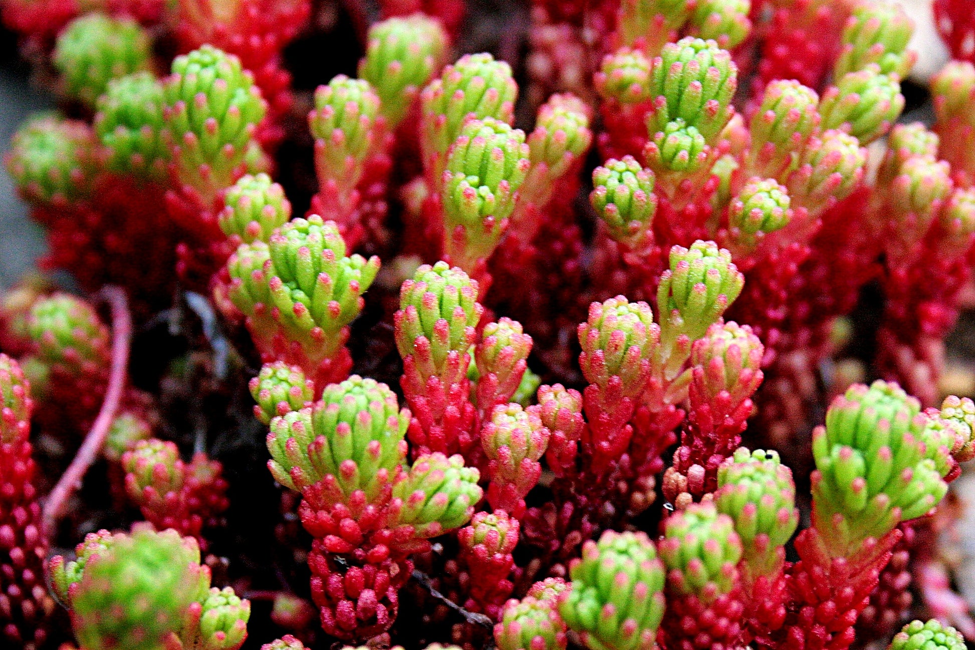 Sedum Lydium (3.5")