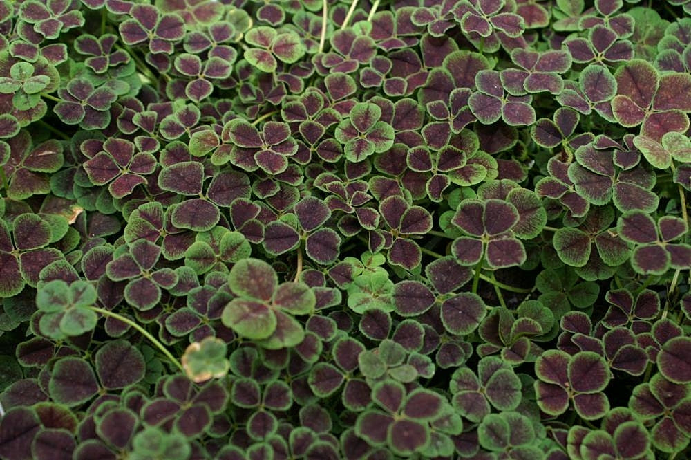 Trifolium Repens 'Atropurpurea' (3.5")