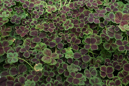 Trifolium Repens 'Atropurpurea' (3.5")
