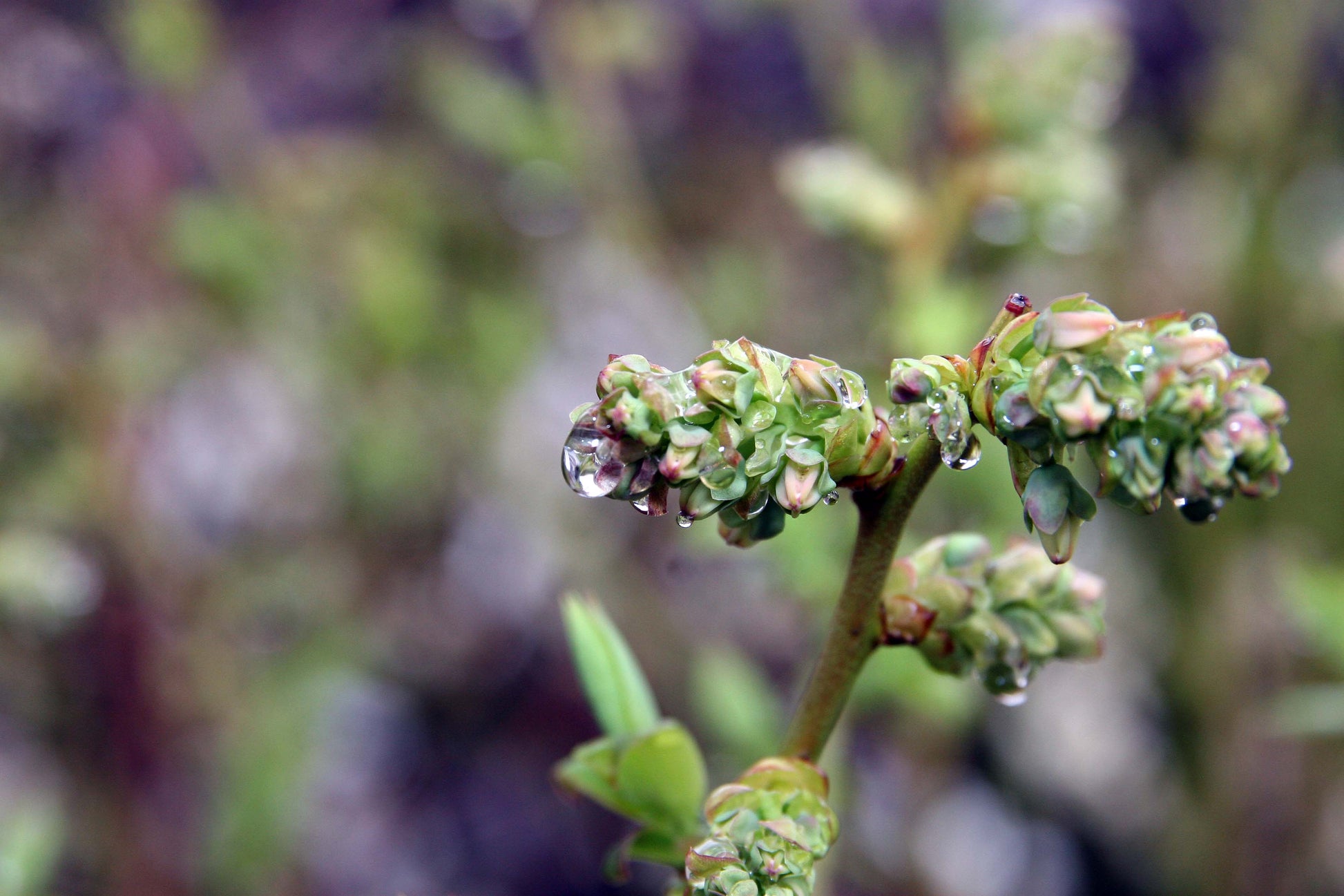Vaccinium Corymbosum 'Blue Crop' (#1)