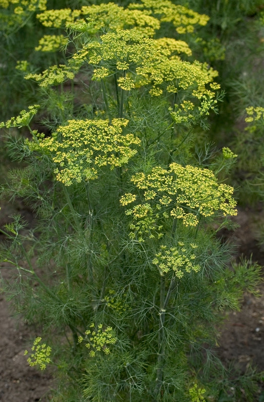 Dill (Anethum Graveolens) 'Fernleaf' (3.5")