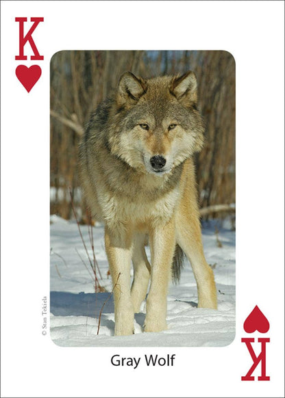 Mammals of Midwest Playing Cards
