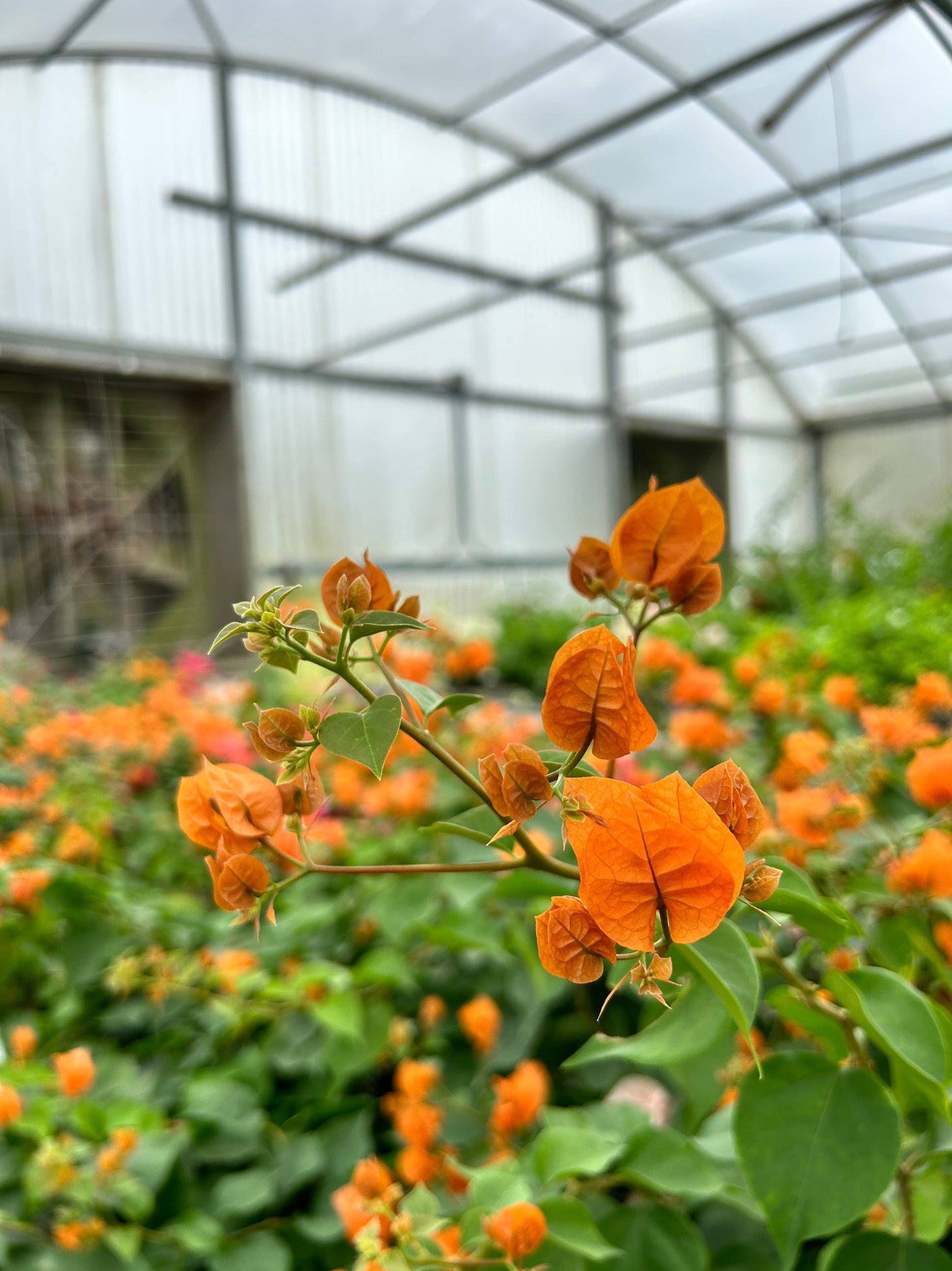 4" Bougainvillea