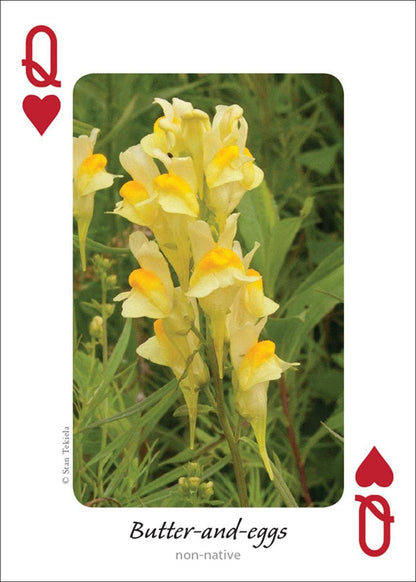 Wildflowers of Midwest Playing Cards