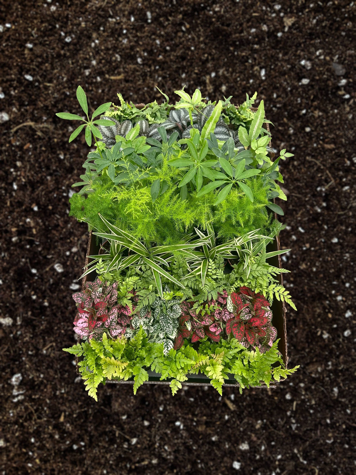 PIXIE Plant Assortment Live Plant 2.5 in