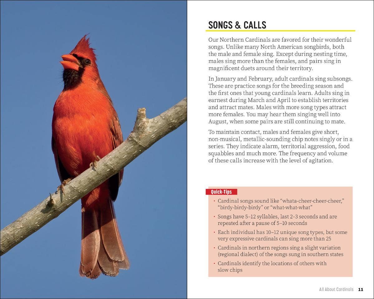 Attracting & Feeding Cardinals