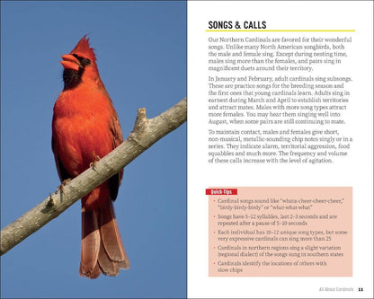 Attracting & Feeding Cardinals