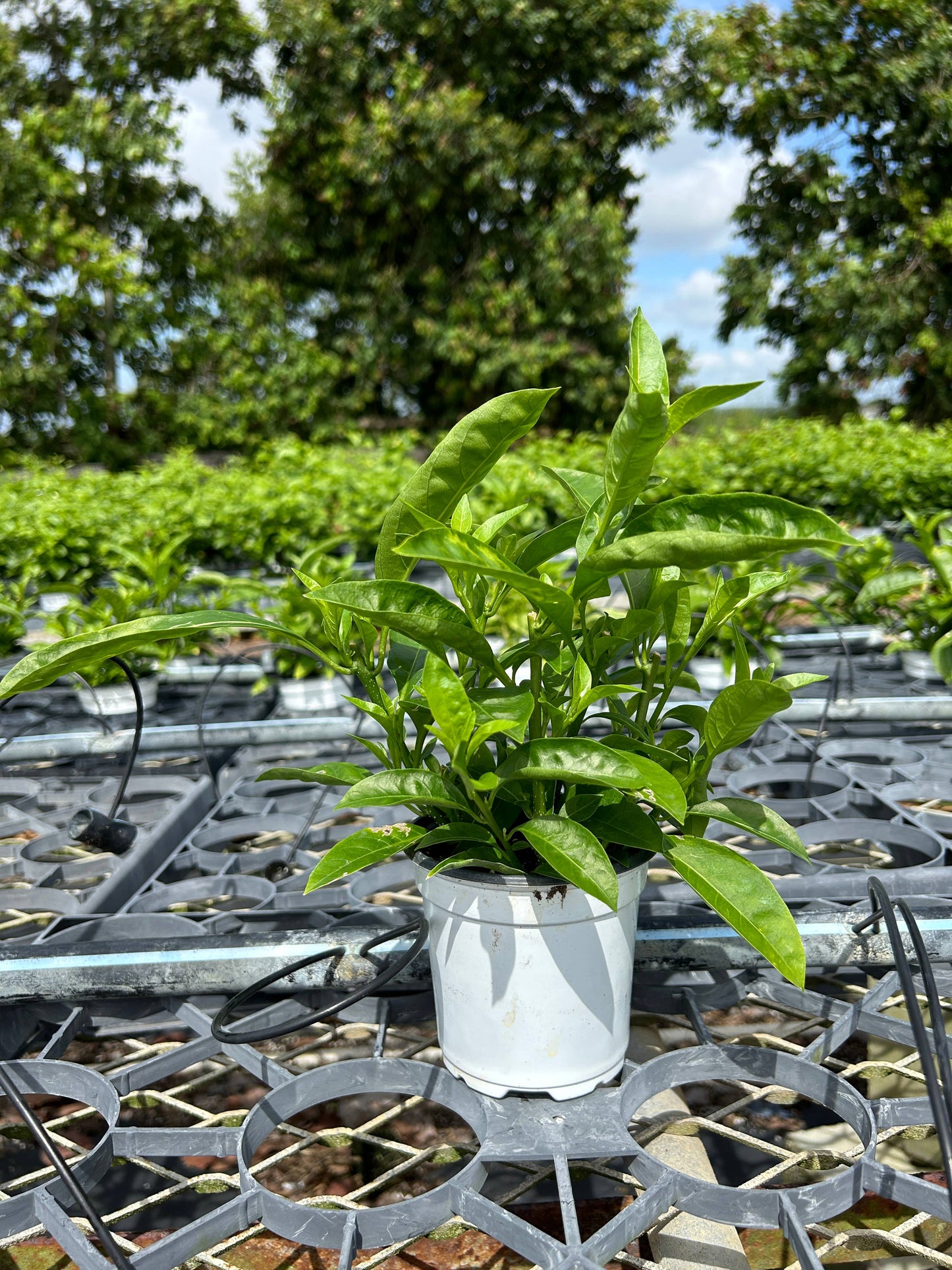 4" Night Blooming Jasmine (Cestrum nocturnum)