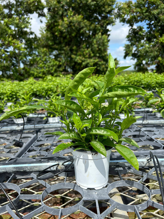 4" Night Blooming Jasmine (Cestrum nocturnum)