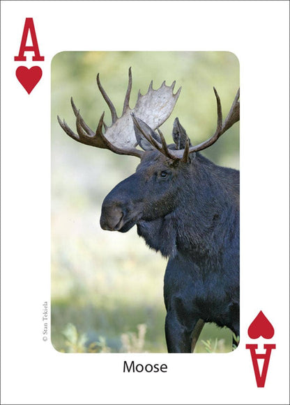 Mammals of Midwest Playing Cards