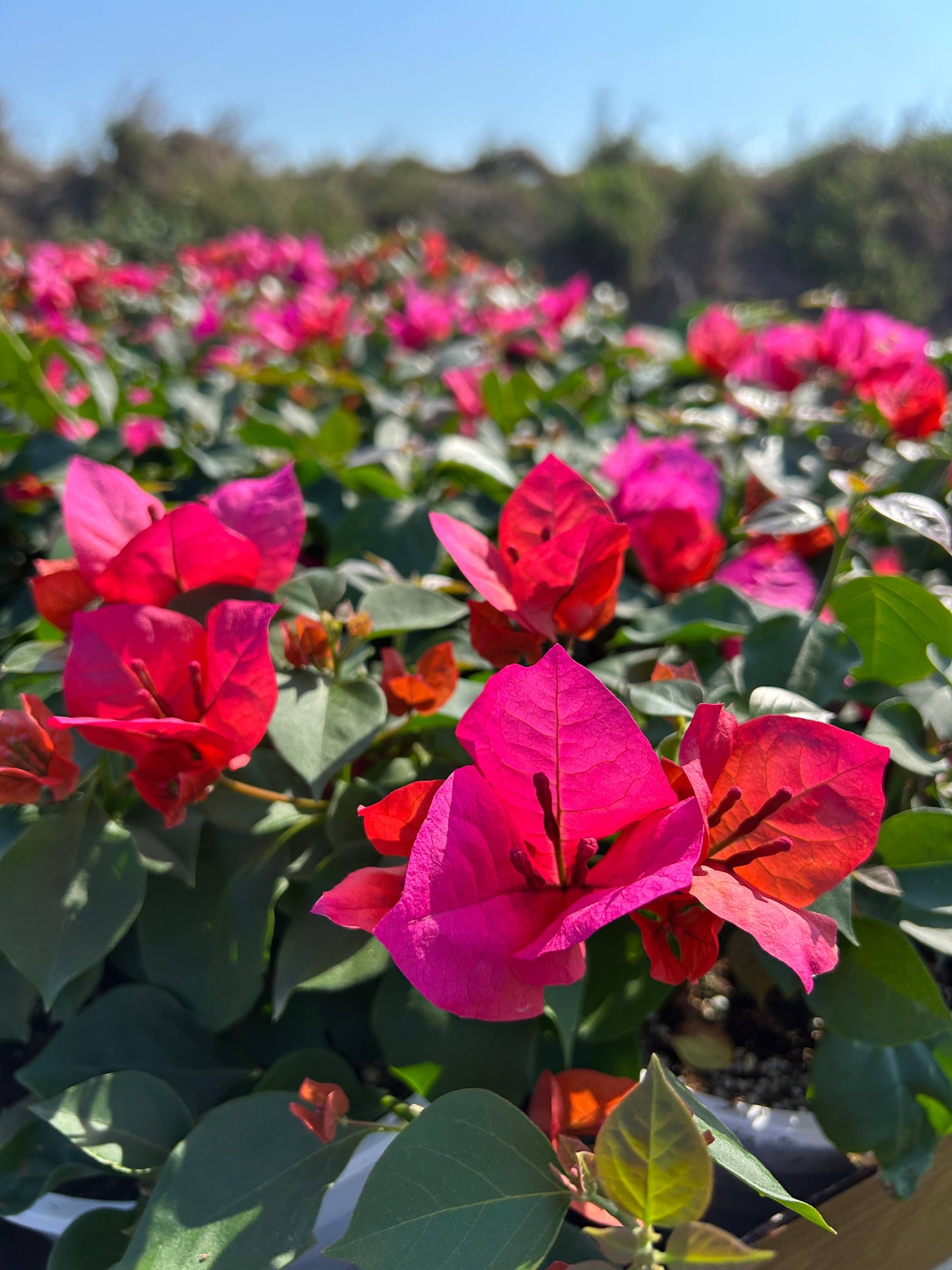 4" Bougainvillea