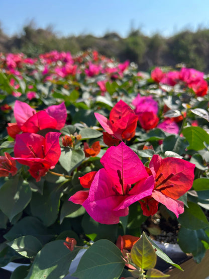 4" Bougainvillea