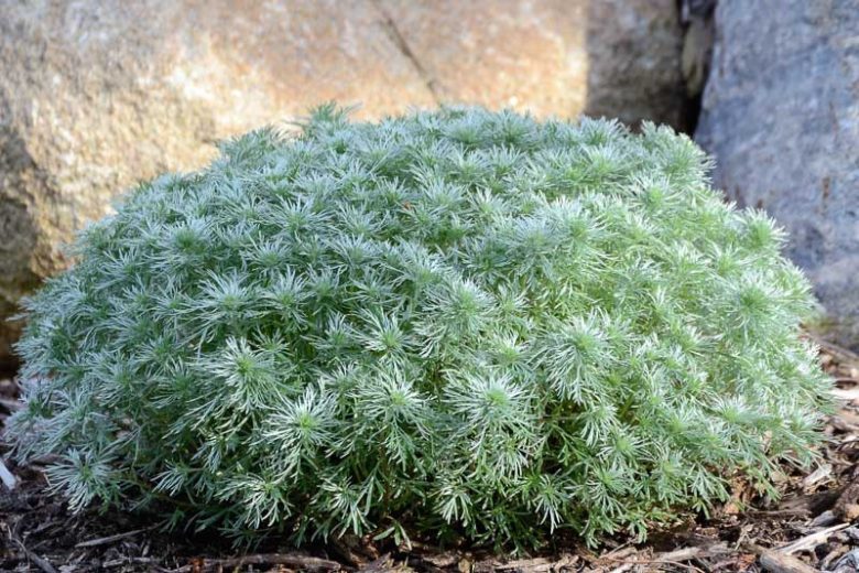 Artemisia Schmidtiana 'Silver Mound' (1 QT.)