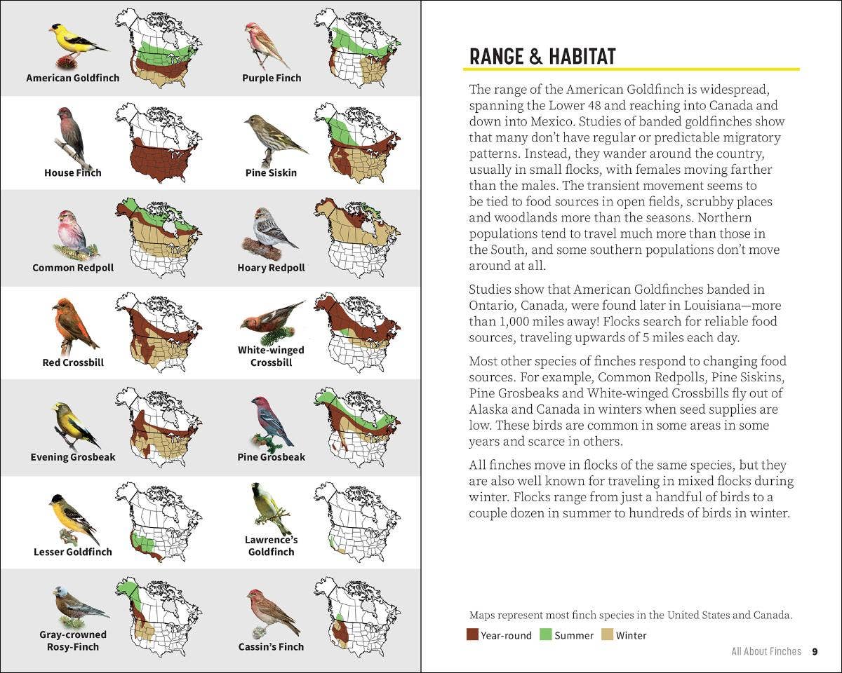 Attracting & Feeding Finches