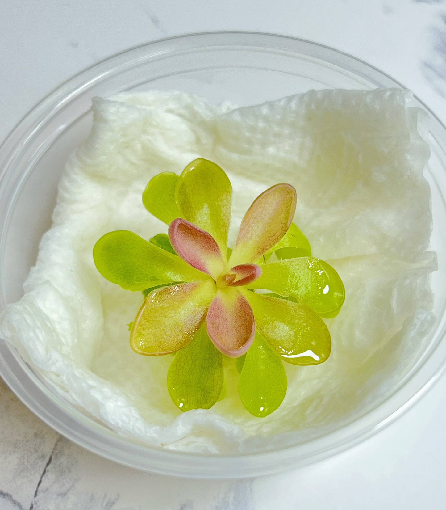 Pinguicula "Fumiko" – Rosy-Lavender Butterwort (Plant Only)