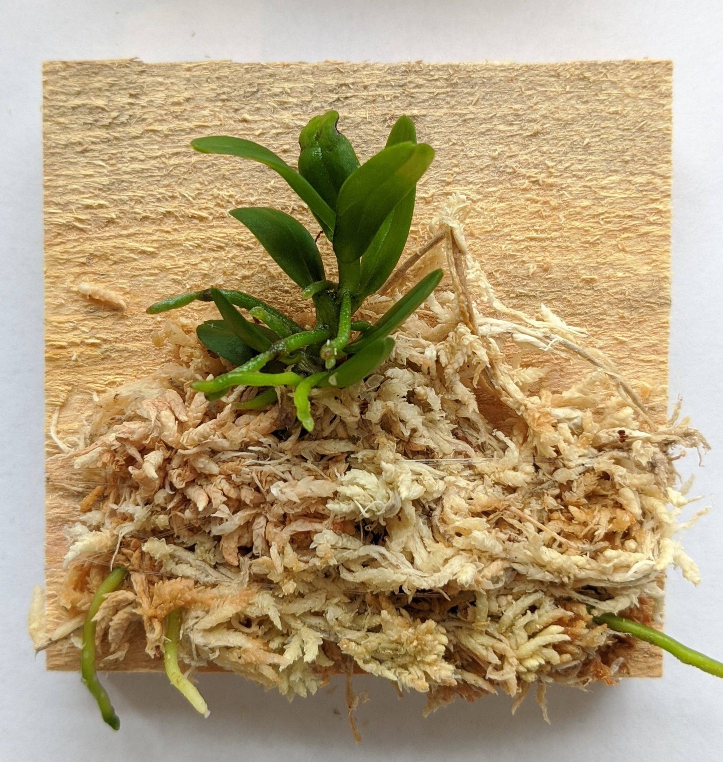 Haraella Retrocalla, Taiwan Fragrant Orchid (香蘭), Miniature Orchid, Easy to Grow