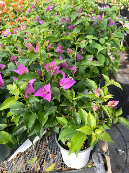 4" Bougainvillea