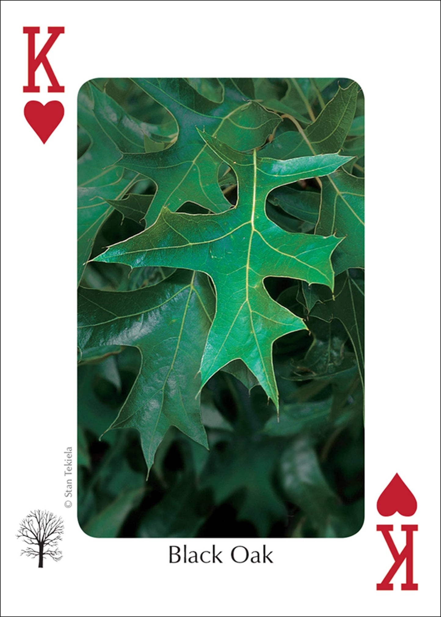 Trees of Midwest Playing Cards