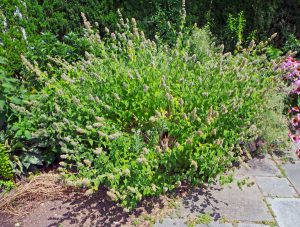 Nepeta Cataria (Catnip) (3.5")