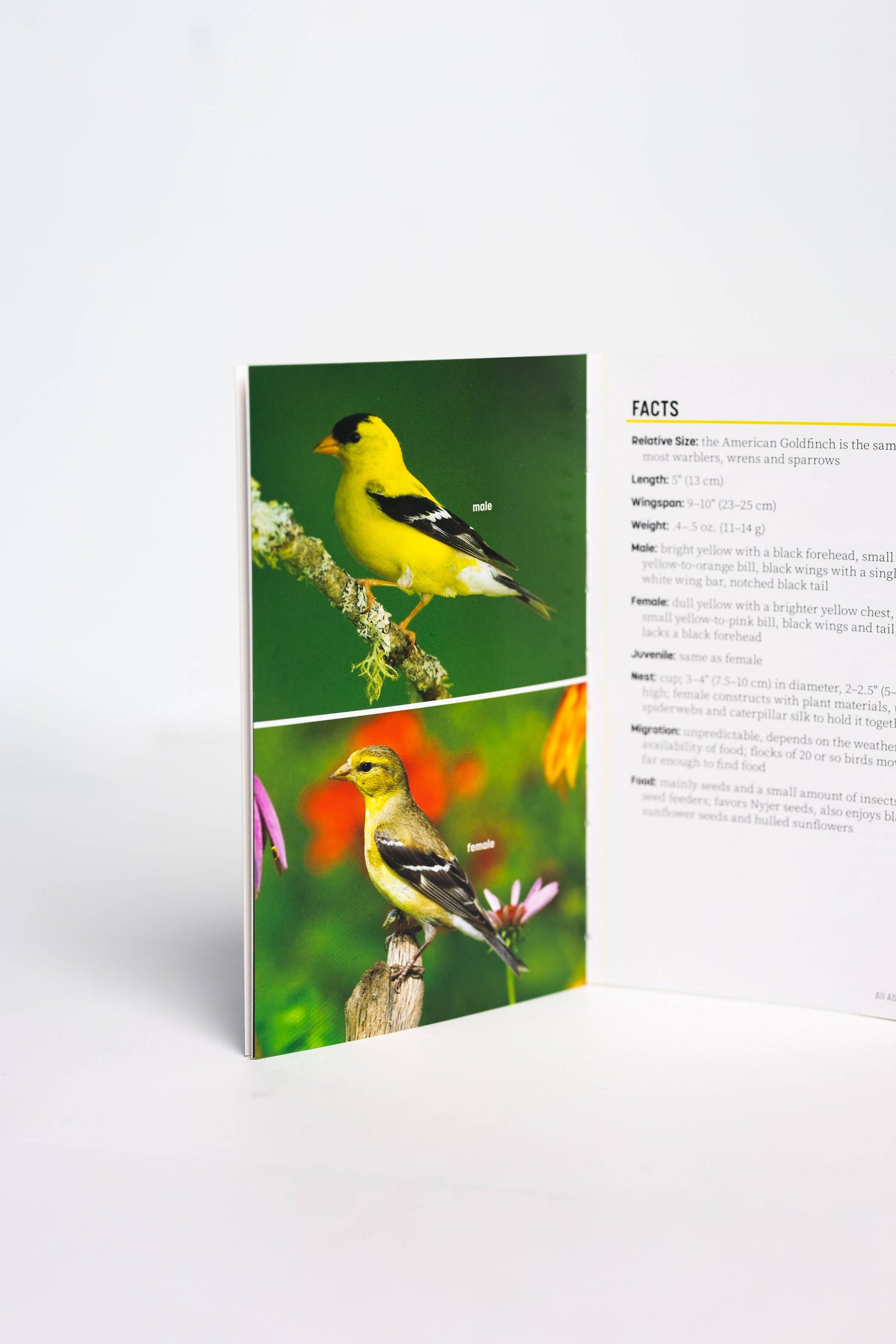 Attracting & Feeding Finches
